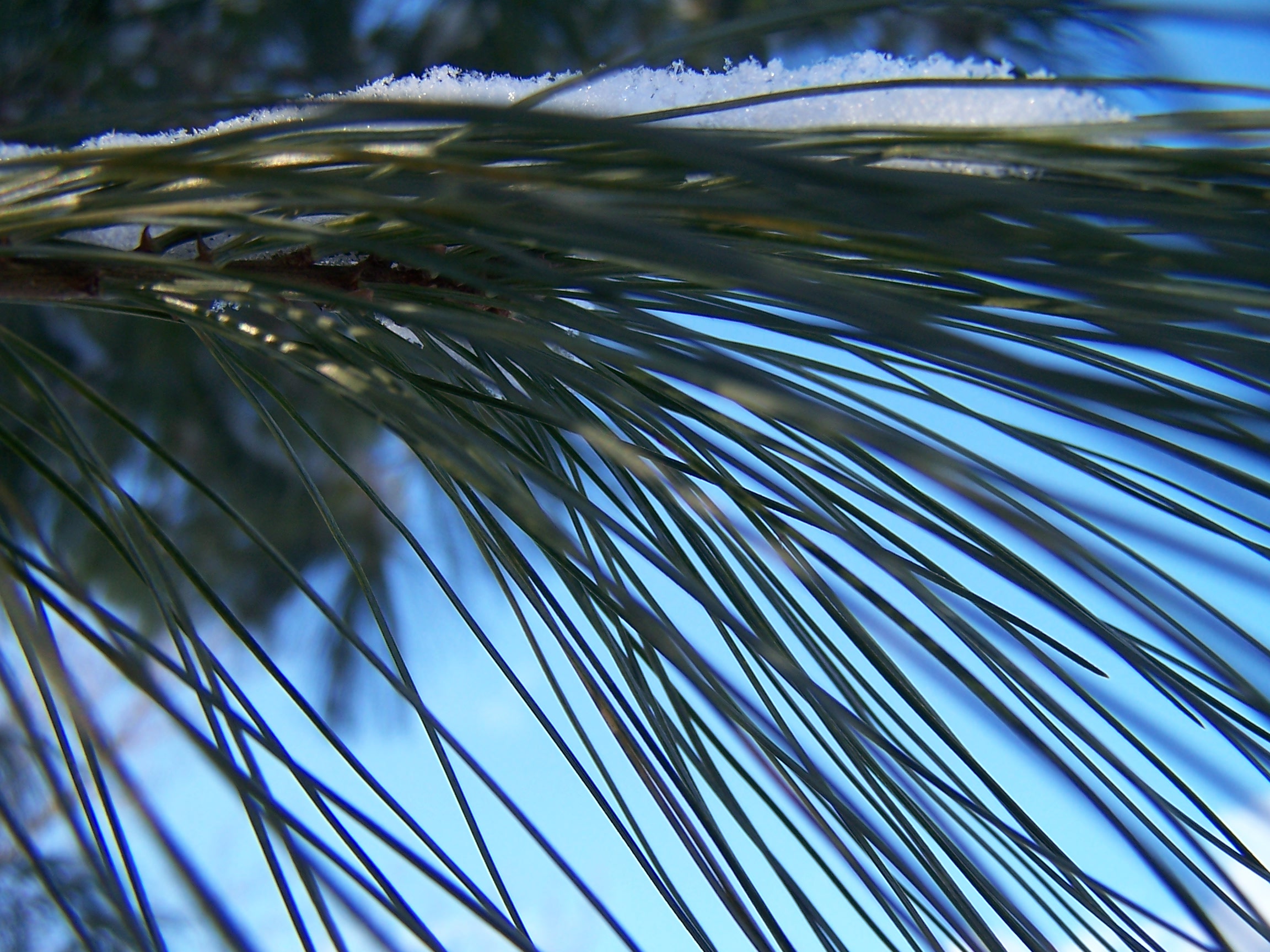 Blue Pine with Snow